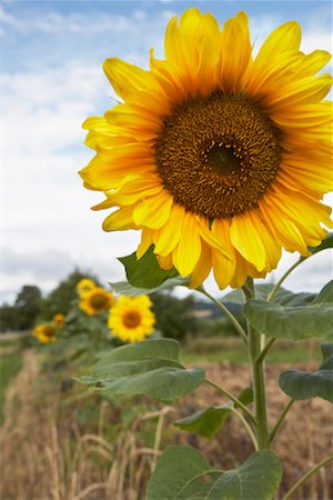 Sunflowers, Erbach an der Donau, Baden-Wurttemberg, Germany Stock Photo - Rights-Managed, Code: 700-02038187