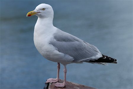 Seagull Stock Photo - Rights-Managed, Code: 700-02038273