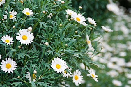 fresh air background - Close-up of Daisies, Salzburger Land, Austria Stock Photo - Rights-Managed, Code: 700-02045844