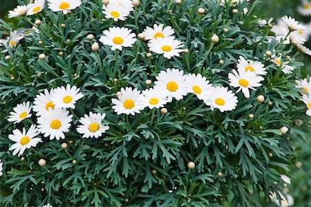 fresh air background - Close-up of Daisies, Salzburger Land, Austria Stock Photo - Rights-Managed, Code: 700-02045845