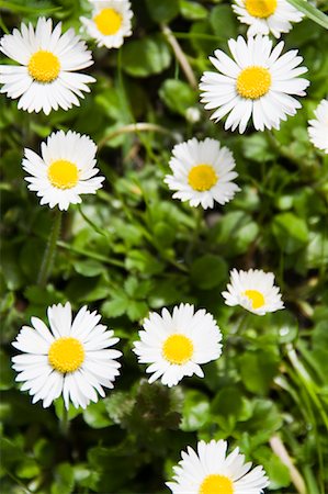 fresh air background - Close-up of Daisies, Salzburger Land, Austria Stock Photo - Rights-Managed, Code: 700-02045841