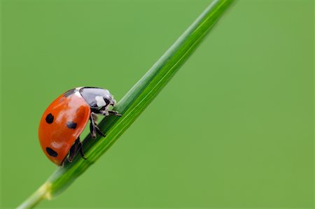 spotted - Close-up of Seven-spot Ladybug Foto de stock - Con derechos protegidos, Código: 700-02046105