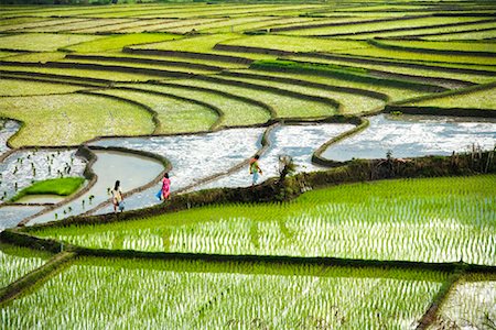 Rice Terraces, Sumatra, Indonesia Stock Photo - Rights-Managed, Code: 700-02046563