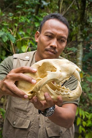 sumatra - Park Ranger with Tiger Skull, Kernici National Park, Sumatra, Indonesia Stock Photo - Rights-Managed, Code: 700-02046628