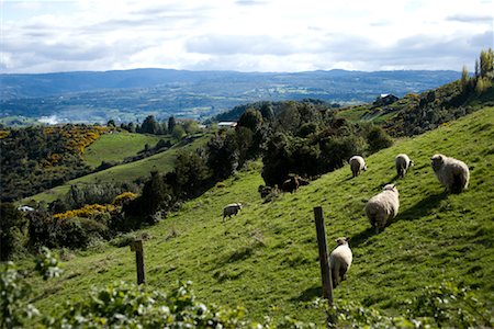 simsearch:600-06009234,k - Sheep Grazing on Hillside, Chiloe Island, Chile Stock Photo - Rights-Managed, Code: 700-02046905