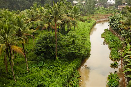 Palm Trees by River, Adoor, Kerala, India Stock Photo - Rights-Managed, Code: 700-02046965
