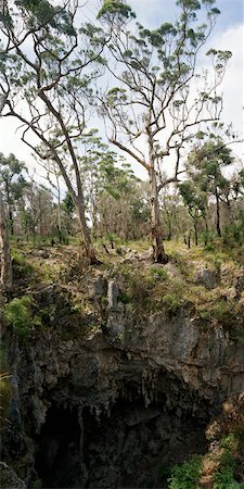 eucalypt tree - Mammoth Cave, Margaret River, Western Australia, Australia Stock Photo - Rights-Managed, Code: 700-02056190