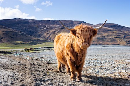 Highland Cow, Loch Buie, Isle of Mull, Argyll and Bute, Inner Hebrides, Scotland, UK Stock Photo - Rights-Managed, Code: 700-02071215