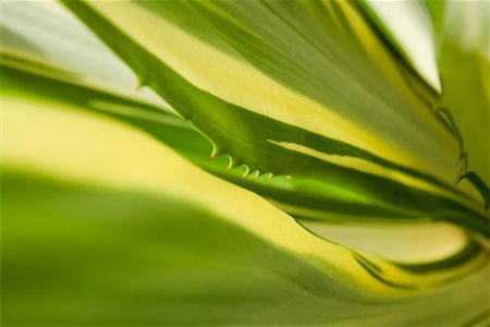 Close-Up of Plant Leaf, Indonesia Stock Photo - Rights-Managed, Code: 700-02081294