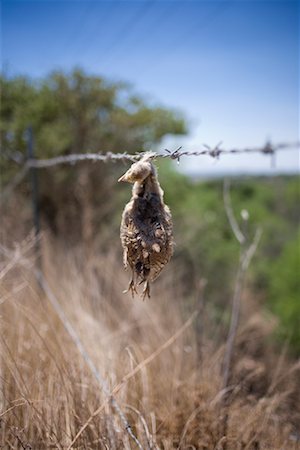 simsearch:700-00168646,k - Dead Bird on Barbed Wire, San Miguel, Mexico Stock Photo - Rights-Managed, Code: 700-02081472