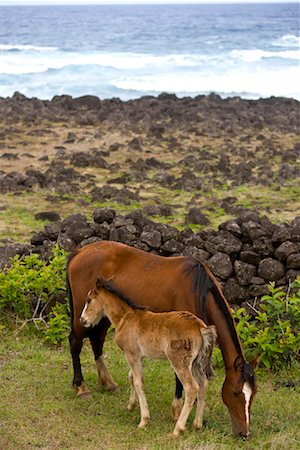 sea horse - Horses, Easter Island, Chile Stock Photo - Rights-Managed, Code: 700-02128861