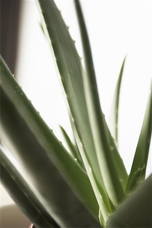 Aloe Vera Stock Photo - Rights-Managed, Code: 700-02121408