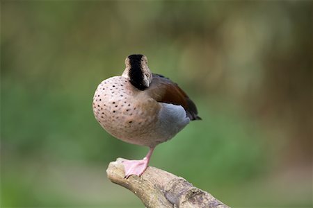 Portrait of Male Ringed Teal Stock Photo - Rights-Managed, Code: 700-02130745