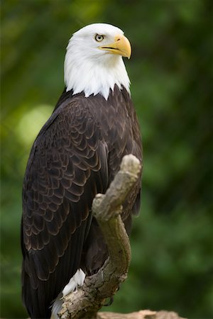 perched - Portrait de l'aigle à tête blanche Photographie de stock - Rights-Managed, Code: 700-02130751
