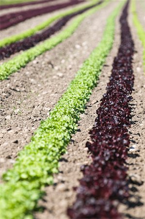 simsearch:700-00515479,k - Rows of Lettuce Salzburg Land, Austria Foto de stock - Con derechos protegidos, Código: 700-02130770