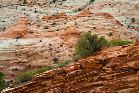 pretty tourist attraction backgrounds - Zion National Park, Utah, USA Stock Photo - Rights-Managed, Code: 700-02175786