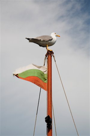 Seagull on Mast, Nessebar, Burgas Province, Black Sea, Bulgaria Stock Photo - Rights-Managed, Code: 700-02200728