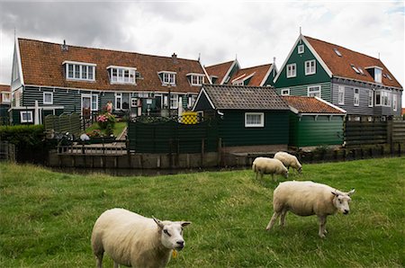 farmyard - Sheep in Pasture by Traditional Houses, Marken, North Holland, Netherlands Foto de stock - Con derechos protegidos, Código: 700-02223005