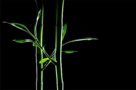 Lucky Bamboo Stock Photo - Rights-Managed, Code: 700-02245321