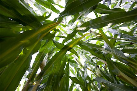 Leaves of Corn Stalks, Germany Stock Photo - Rights-Managed, Code: 700-02257706