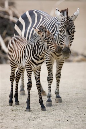 Zebra Mother and Young Stock Photo - Rights-Managed, Code: 700-02257702