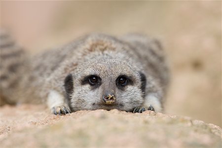 suricata suricatta - Close-Up of Meerkat Stock Photo - Rights-Managed, Code: 700-02257710