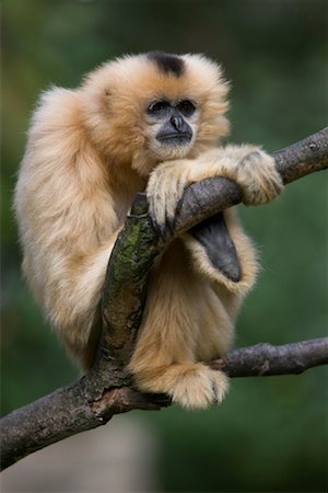 Gibbon in Tree Stock Photo - Rights-Managed, Code: 700-02257712