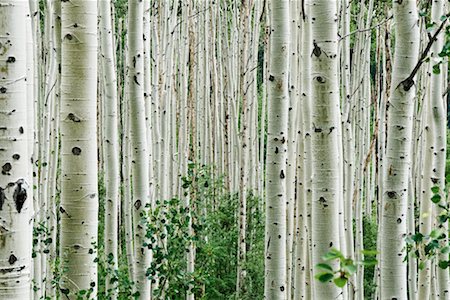 fresh air background - Aspen Trees in Forest Stock Photo - Rights-Managed, Code: 700-02264326