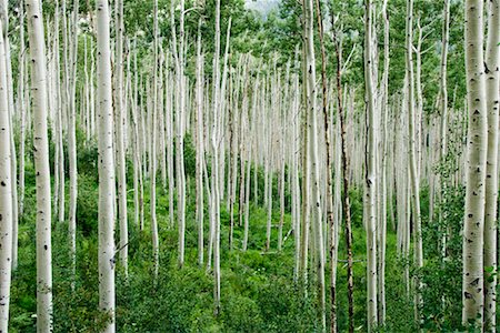 fresh air background - Aspen Trees in Forest Foto de stock - Con derechos protegidos, Código: 700-02264327