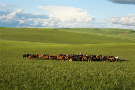 simsearch:700-02263889,k - Horses Rounded Up, Inner Mongolia, China Stock Photo - Rights-Managed, Code: 700-02264837