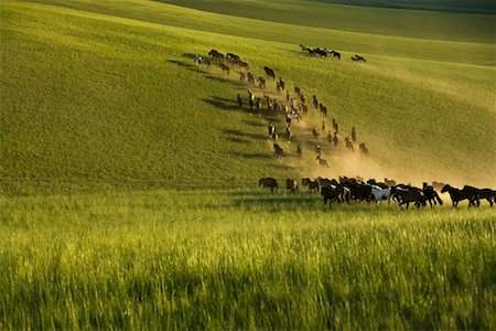 simsearch:700-02263889,k - Herd of Horses, Inner Mongolia, China Stock Photo - Rights-Managed, Code: 700-02264840