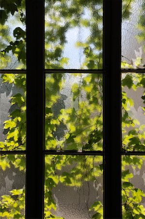 Window with Climbing Vine Stock Photo - Rights-Managed, Code: 700-02265204