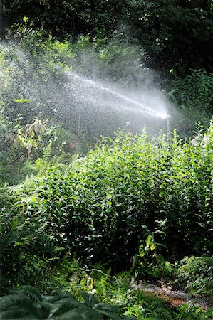 simsearch:700-02265197,k - Sprinkler in Garden, Paris, France Stock Photo - Rights-Managed, Code: 700-02265200