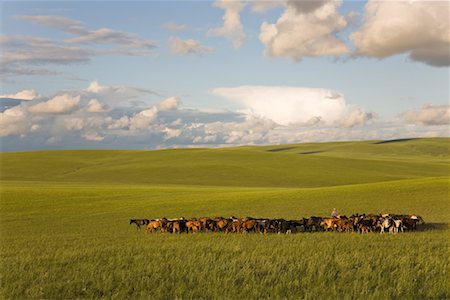 simsearch:700-02263889,k - Horseman With Herd of Horses, Inner Mongolia, China Stock Photo - Rights-Managed, Code: 700-02265728