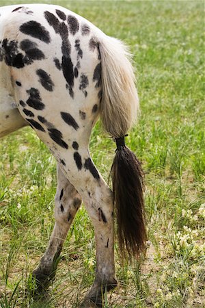 Close-up of Horse's Tail, Naadam Festival, Xiwuzhumuqinqi, Inner Mongolia, China Stock Photo - Rights-Managed, Code: 700-02265768