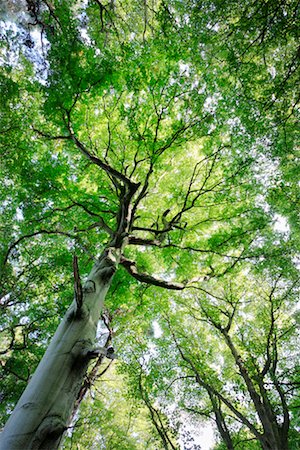 fresh air background - Looking Up at Trees, East Lothian, Scotland Foto de stock - Con derechos protegidos, Código: 700-02260074