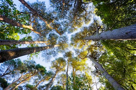 fresh air background - Looking Up at Scots Pine Trees, East Lothian, Scotland Foto de stock - Con derechos protegidos, Código: 700-02260075