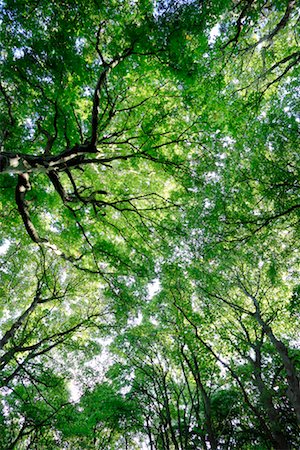 fresh air background - Looking Up at Trees, East Lothian, Scotland Foto de stock - Con derechos protegidos, Código: 700-02260073