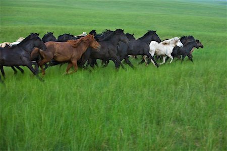 simsearch:700-02263889,k - Herd of Horses Running, Inner Mongolia, China Stock Photo - Rights-Managed, Code: 700-02263874