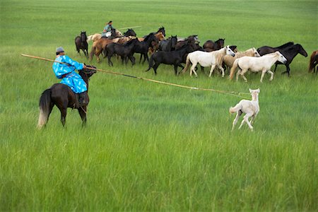 simsearch:700-02263895,k - Cavaliers en arrondissant les chevaux, la Mongolie intérieure, Chine Photographie de stock - Rights-Managed, Code: 700-02263875