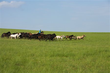simsearch:700-02263895,k - Cavalier en arrondissant les chevaux dans le champ, la Mongolie intérieure, Chine Photographie de stock - Rights-Managed, Code: 700-02263872