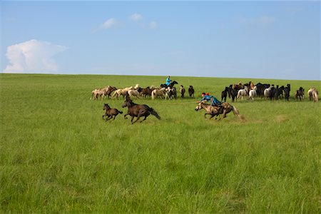 simsearch:700-02263895,k - Cavaliers en arrondissant les chevaux dans le champ, la Mongolie intérieure, Chine Photographie de stock - Rights-Managed, Code: 700-02263873