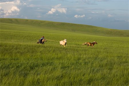 farm active - Horseman Rounding up Horses, Inner Mongolia, China Stock Photo - Rights-Managed, Code: 700-02263885