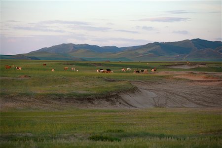 Cattle Grazing by Sand Dunes, Inner Mongolia, China Stock Photo - Rights-Managed, Code: 700-02288296