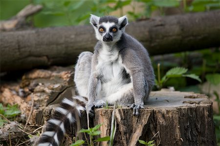 Ring-tailed Lemur Stock Photo - Rights-Managed, Code: 700-02289149