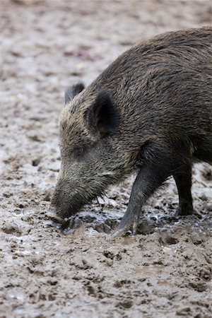 Portrait of Wild Boar Stock Photo - Rights-Managed, Code: 700-02289155