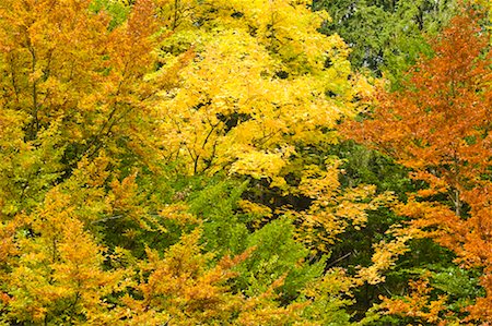 simsearch:600-03762602,k - Autumn in Hof bei Salzburg, Salzburg-Umgebung, Salzburger Land, Austria Stock Photo - Rights-Managed, Code: 700-02315105