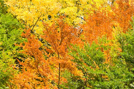 simsearch:600-03762602,k - Autumn in Hof bei Salzburg, Salzburg-Umgebung, Salzburger Land, Austria Stock Photo - Rights-Managed, Code: 700-02315103