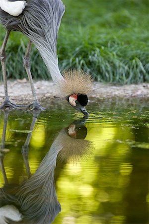 Crowned Crane Drinking Water Stock Photo - Rights-Managed, Code: 700-02315113