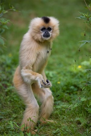 Portrait of Gibbon Stock Photo - Rights-Managed, Code: 700-02315123